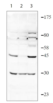 Western blot - Anti-TIPIN antibody (AB236451)