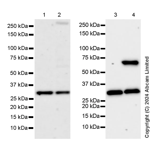 Western blot - Anti-TIRAP antibody [EPR27962-49] - BSA and Azide free (AB319145)