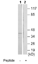 Western blot - Anti-TIS11D antibody (AB70775)