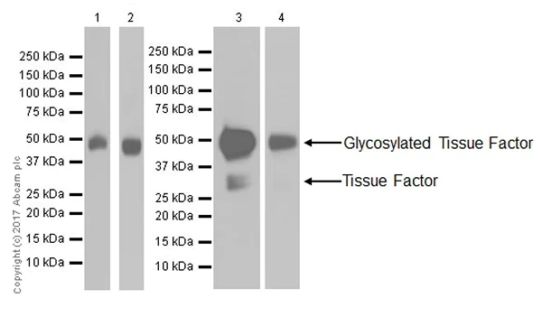 Western blot - Anti-Tissue Factor antibody [EPR18160-175] - BSA and Azide free (AB227910)