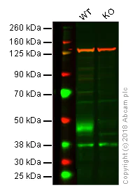 Western blot - Anti-Tissue Factor antibody [EPR20369] - BSA and Azide free (AB242432)