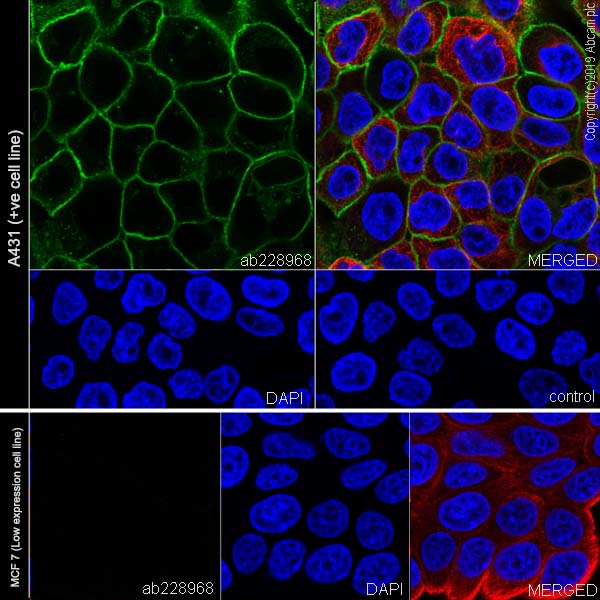 Immunocytochemistry/ Immunofluorescence - Anti-Tissue Factor antibody [EPR22548-232] - BSA and Azide free (AB254010), expandable thumbnail