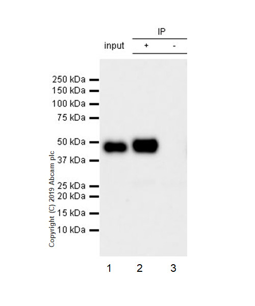 Immunoprecipitation - Anti-Tissue Factor antibody [EPR22548-232] - BSA and Azide free (ab254010), expandable thumbnail