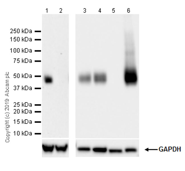 Western blot - Anti-Tissue Factor antibody [EPR22548-232] - BSA and Azide free (AB254010), expandable thumbnail