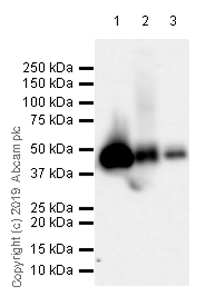 Western blot - Anti-Tissue Factor antibody [EPR22548-240] (AB252918)