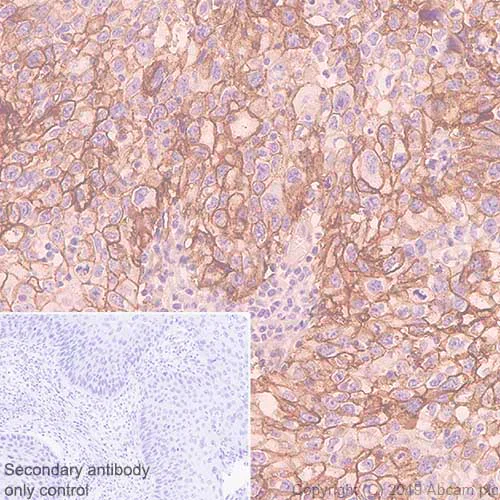 Immunohistochemistry (Formalin/PFA-fixed paraffin-embedded sections) - Anti-Tissue Factor antibody [EPR22548-240] - BSA and Azide free (AB254007)