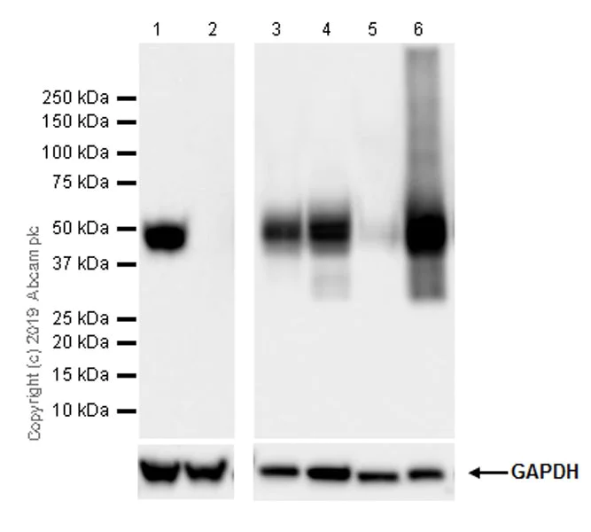 Western blot - Anti-Tissue Factor antibody [EPR22548-240] - BSA and Azide free (AB254007)