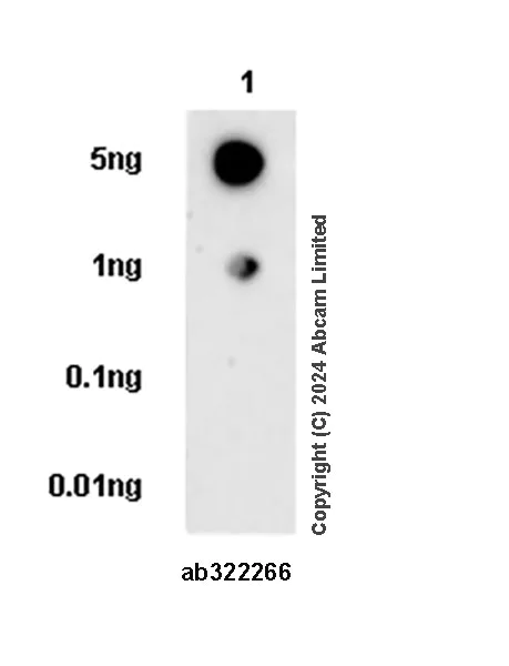 Dot Blot - Anti-Tissue Factor antibody [EPR28400-50] (AB322266)