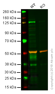 Western blot - Anti-Tissue Factor antibody [MM0700-21U4] (AB201598)