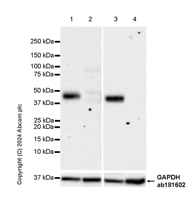 Western blot - Anti-Tissue Factor antibody [RM1198] (AB318995)