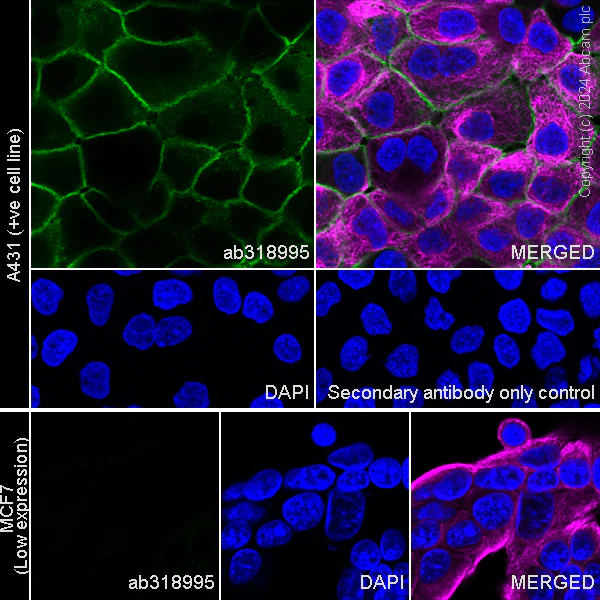 Immunocytochemistry/ Immunofluorescence - Anti-Tissue Factor antibody [RM1198] - BSA and Azide free (AB318996)
