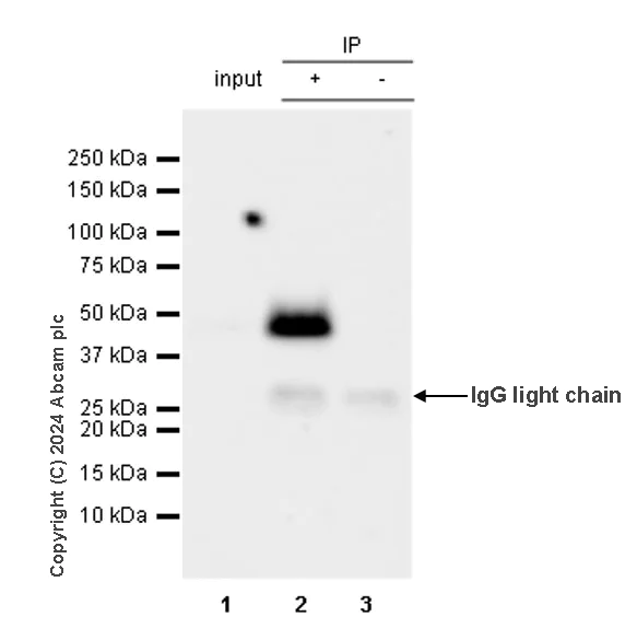 Immunoprecipitation - Anti-Tissue Factor antibody [RM1198] - BSA and Azide free (AB318996)