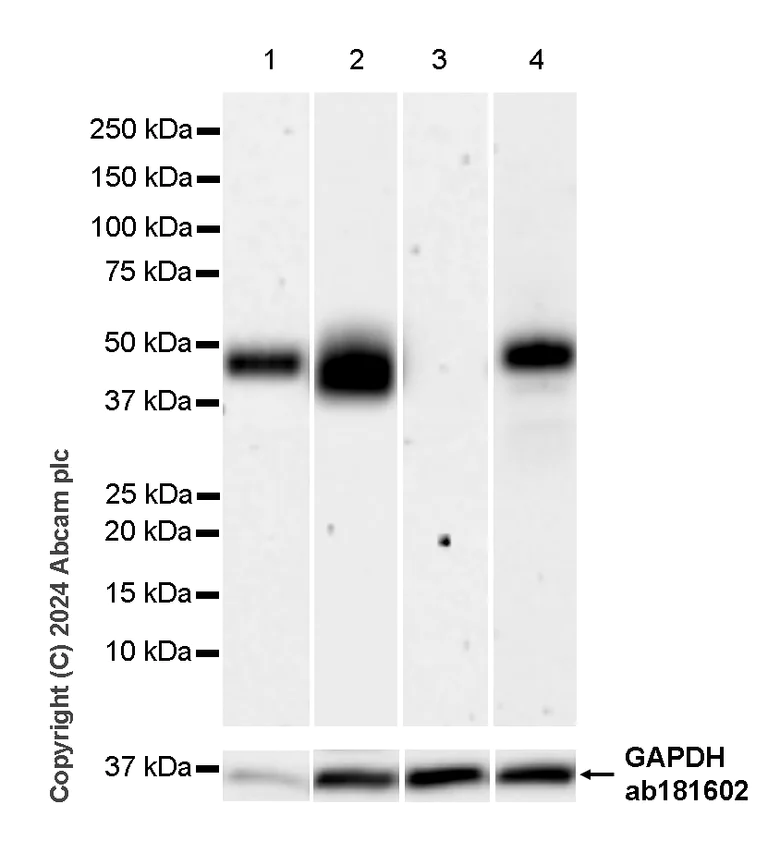 Western blot - Anti-Tissue Factor antibody [RM1198] - BSA and Azide free (AB318996)