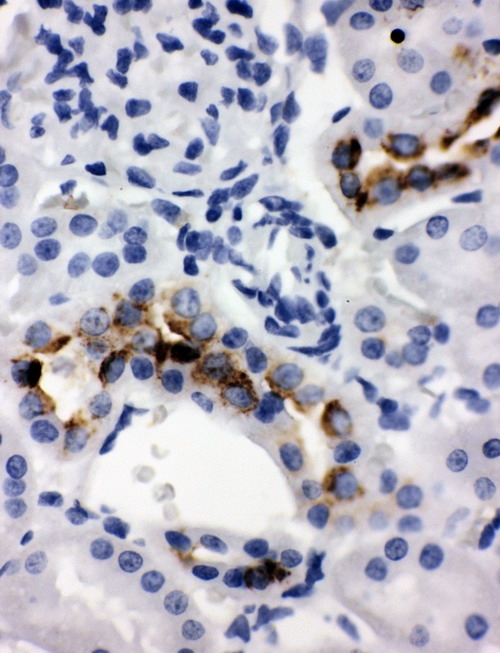 Immunohistochemistry (Formalin/PFA-fixed paraffin-embedded sections) - Anti-Tissue kallikrein antibody (AB131029)