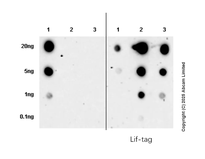 Dot Blot - Anti-Tissue kallikrein antibody [EPR25709-526] (AB323796)