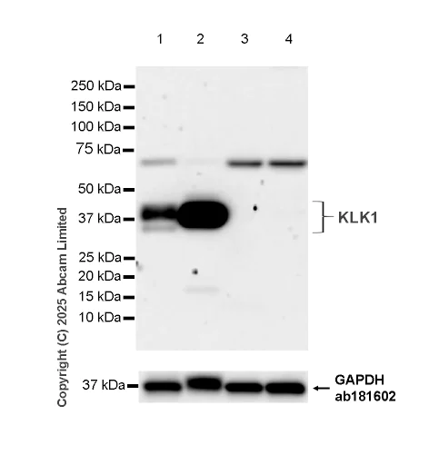 Western blot - Anti-Tissue kallikrein antibody [EPR25709-526] (AB323796)