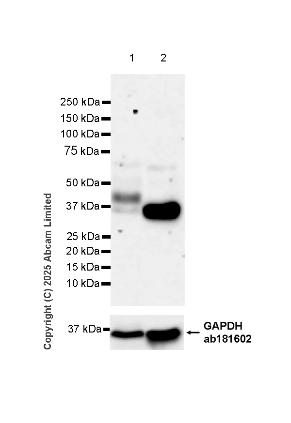 Western blot - Anti-Tissue kallikrein antibody [EPR25709-526] (AB323796)