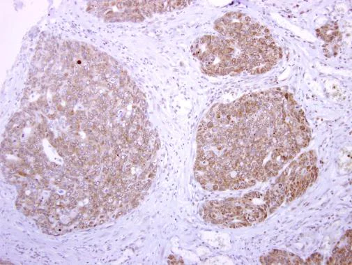 Immunohistochemistry (Formalin/PFA-fixed paraffin-embedded sections) - Anti-Tissue Plasminogen Activator antibody (AB227069)