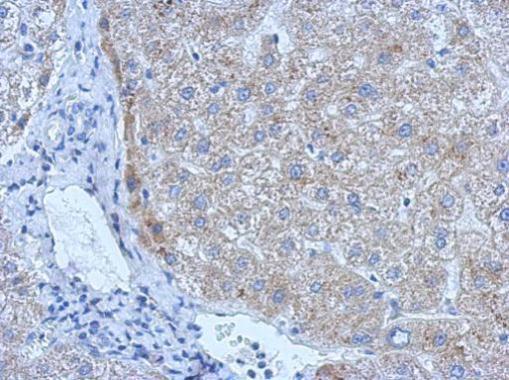 Immunohistochemistry (Formalin/PFA-fixed paraffin-embedded sections) - Anti-Tissue Plasminogen Activator antibody (AB227069)