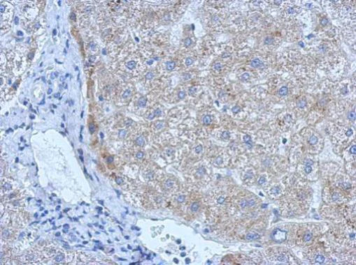 Immunohistochemistry (Formalin/PFA-fixed paraffin-embedded sections) - Anti-Tissue Plasminogen Activator antibody (AB227069)