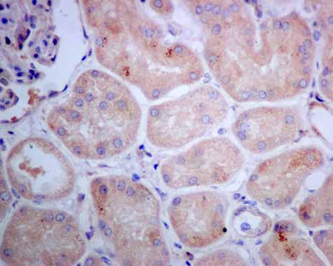 Immunohistochemistry (Formalin/PFA-fixed paraffin-embedded sections) - Anti-Tissue Plasminogen Activator antibody [EPR7232(2)] (ab157469), expandable thumbnail
