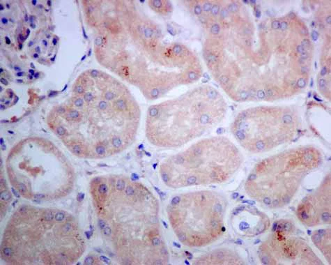 Immunohistochemistry (Formalin/PFA-fixed paraffin-embedded sections) - Anti-Tissue Plasminogen Activator antibody [EPR7232(2)] (AB157469)
