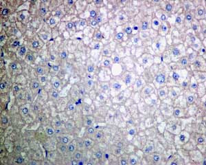 Immunohistochemistry (Formalin/PFA-fixed paraffin-embedded sections) - Anti-Tissue Plasminogen Activator antibody [EPR7232(2)] (ab157469), expandable thumbnail