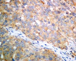 Immunohistochemistry (Formalin/PFA-fixed paraffin-embedded sections) - Anti-Tissue Plasminogen Activator antibody [EPR7232(2)] (ab157469), expandable thumbnail