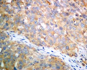Immunohistochemistry (Formalin/PFA-fixed paraffin-embedded sections) - Anti-Tissue Plasminogen Activator antibody [EPR7232(2)] (AB157469)