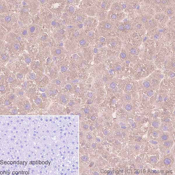 Immunohistochemistry (Formalin/PFA-fixed paraffin-embedded sections) - Anti-Tissue Plasminogen Activator antibody [EPR7232(2)] (AB157469), expandable thumbnail