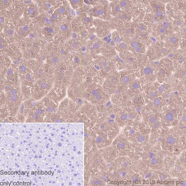 Immunohistochemistry (Formalin/PFA-fixed paraffin-embedded sections) - Anti-Tissue Plasminogen Activator antibody [EPR7232(2)] (AB157469), expandable thumbnail