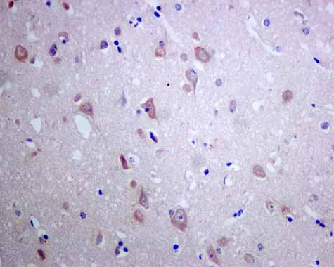 Immunohistochemistry (Formalin/PFA-fixed paraffin-embedded sections) - Anti-Tissue Plasminogen Activator antibody [EPR7232(2)] - BSA and Azide free (AB240146)