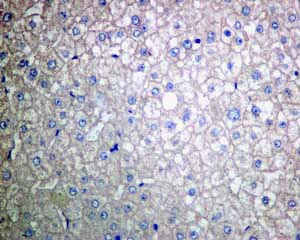 Immunohistochemistry (Formalin/PFA-fixed paraffin-embedded sections) - Anti-Tissue Plasminogen Activator antibody [EPR7232(2)] - BSA and Azide free (AB240146)