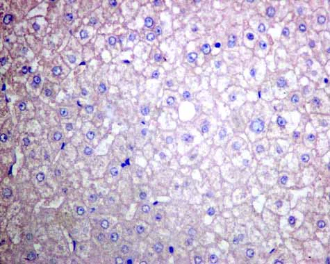 Immunohistochemistry (Formalin/PFA-fixed paraffin-embedded sections) - Anti-Tissue Plasminogen Activator antibody [EPR7232(2)] - BSA and Azide free (AB240146)