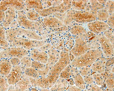 Immunohistochemistry (Formalin/PFA-fixed paraffin-embedded sections) - Anti-Tissue Plasminogen Activator antibody [H27B6] (AB28374)