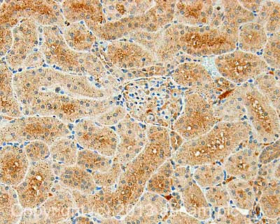 Immunohistochemistry (Formalin/PFA-fixed paraffin-embedded sections) - Anti-Tissue Plasminogen Activator antibody [H27B6] (AB28374)