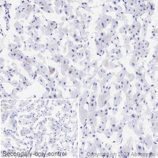 Immunohistochemistry (Frozen sections) - Anti-Titin antibody [EPR24455-21] (AB284860)