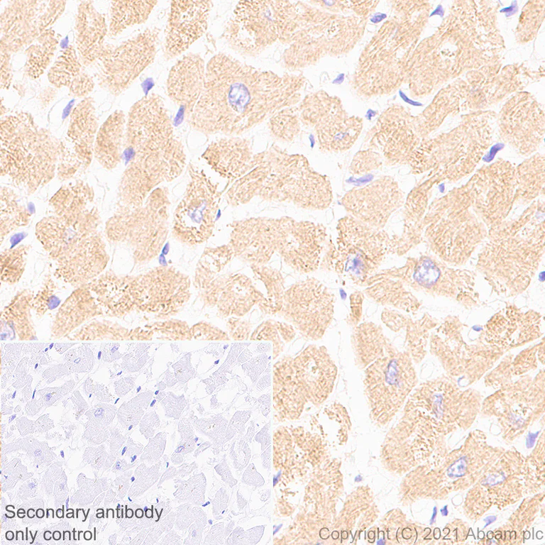 Immunohistochemistry (Formalin/PFA-fixed paraffin-embedded sections) - Anti-Titin antibody [EPR24455-21] - BSA and Azide free (AB284862)