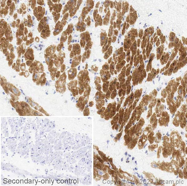 Immunohistochemistry (Frozen sections) - Anti-Titin antibody [EPR24455-21] - BSA and Azide free (AB284862)