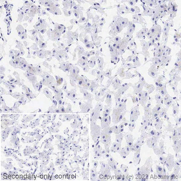 Immunohistochemistry (Frozen sections) - Anti-Titin antibody [EPR24455-21] - BSA and Azide free (AB284862)