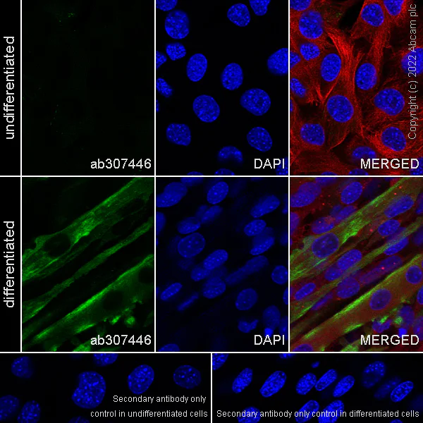 Immunocytochemistry/ Immunofluorescence - Anti-Titin antibody [EPR26167-75] (AB307446)