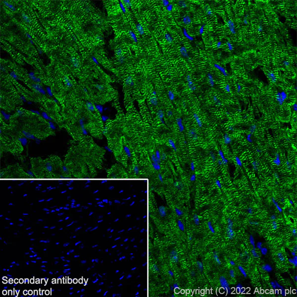 Immunohistochemistry (Frozen sections) - Anti-Titin antibody [EPR26167-75] (AB307446)