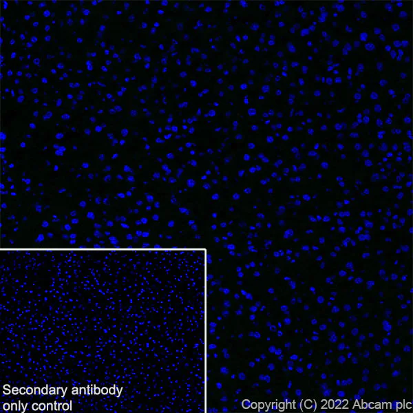 Immunohistochemistry (Frozen sections) - Anti-Titin antibody [EPR26167-75] (AB307446)