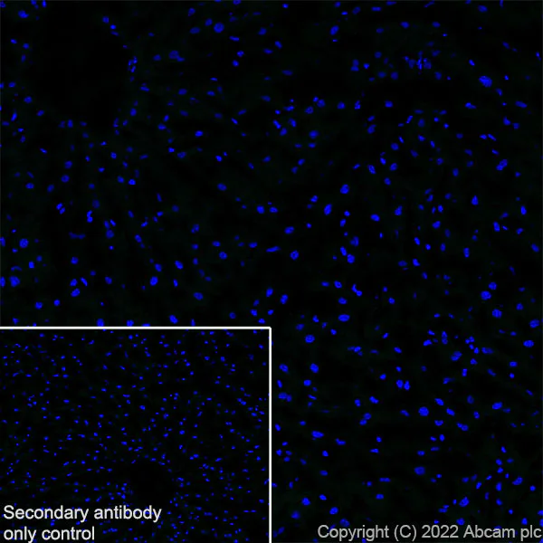 Immunohistochemistry (Frozen sections) - Anti-Titin antibody [EPR26167-75] (AB307446)