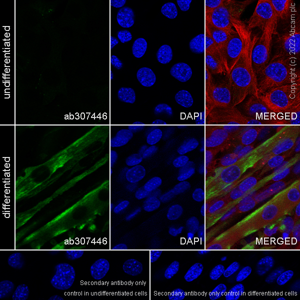 Immunocytochemistry/ Immunofluorescence - Anti-Titin antibody [EPR26167-75] - BSA and Azide free (ab307447), expandable thumbnail