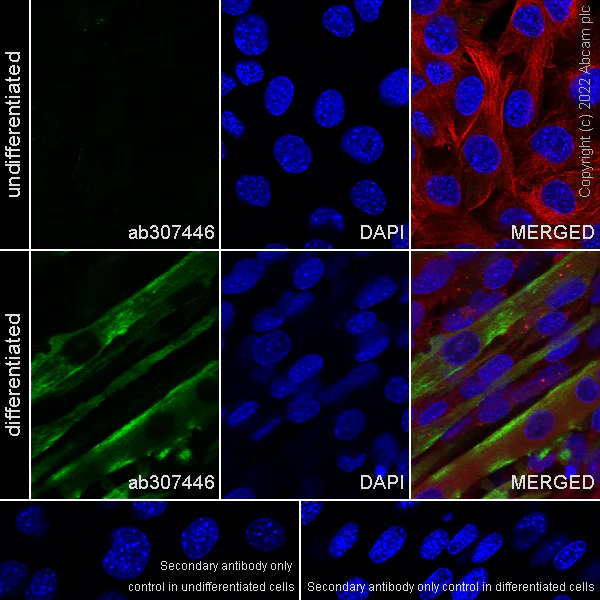 Immunocytochemistry/ Immunofluorescence - Anti-Titin antibody [EPR26167-75] - BSA and Azide free (AB307447)