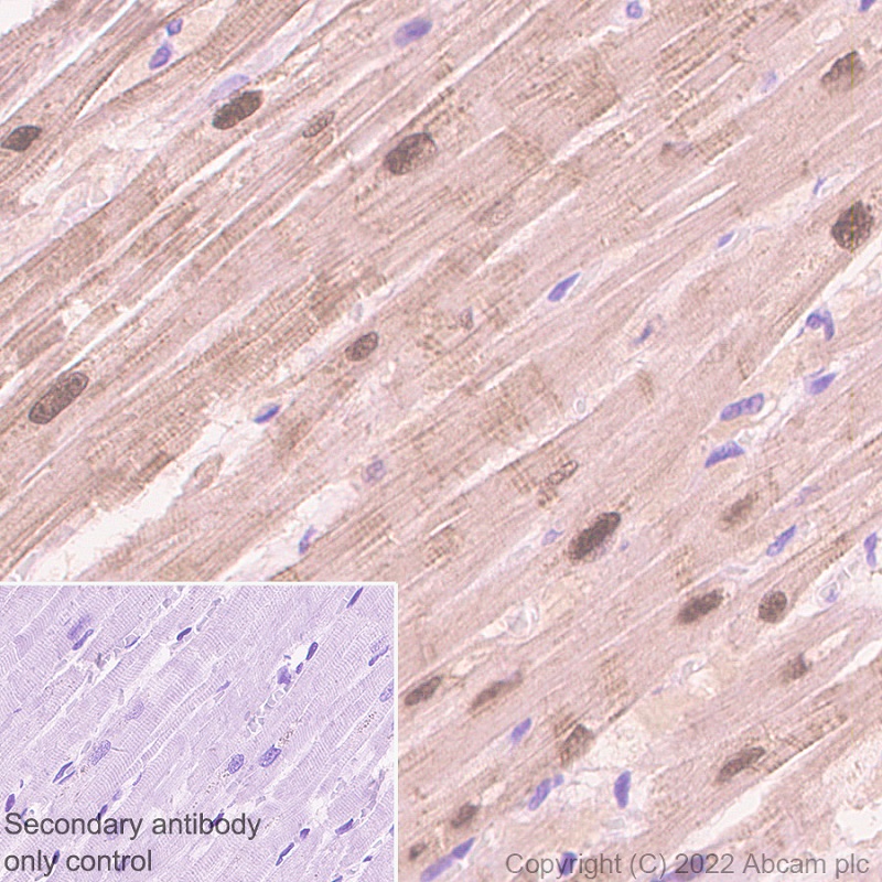 Immunohistochemistry (Formalin/PFA-fixed paraffin-embedded sections) - Anti-Titin antibody [EPR26167-75] - BSA and Azide free (ab307447), expandable thumbnail