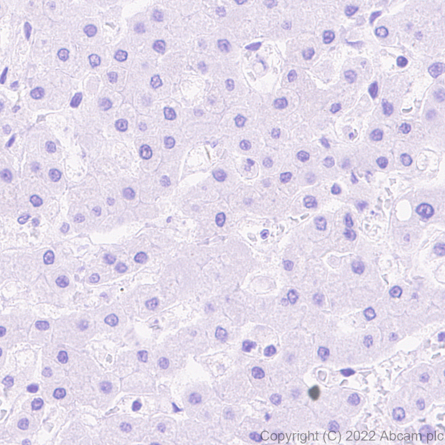 Immunohistochemistry (Formalin/PFA-fixed paraffin-embedded sections) - Anti-Titin antibody [EPR26167-75] - BSA and Azide free (ab307447), expandable thumbnail