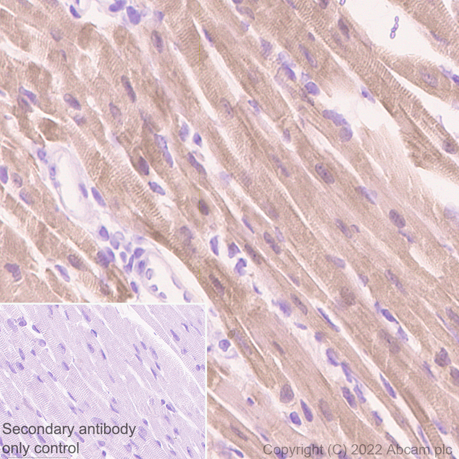 Immunohistochemistry (Formalin/PFA-fixed paraffin-embedded sections) - Anti-Titin antibody [EPR26167-75] - BSA and Azide free (ab307447), expandable thumbnail