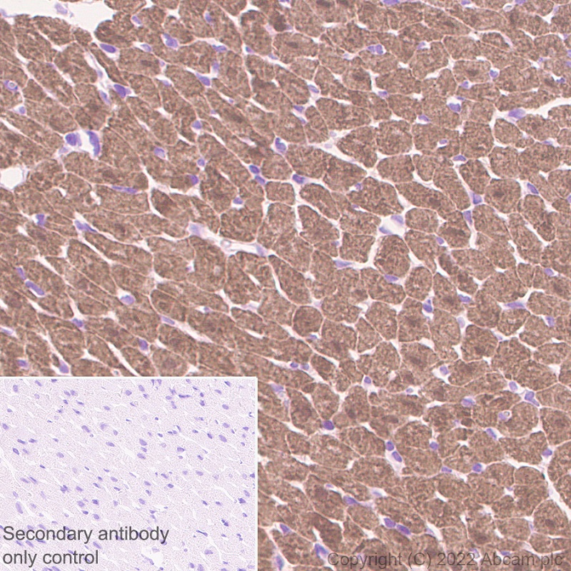 Immunohistochemistry (Formalin/PFA-fixed paraffin-embedded sections) - Anti-Titin antibody [EPR26167-75] - BSA and Azide free (AB307447), expandable thumbnail